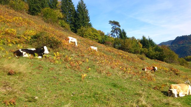 Zum Beenden - Bild anklicken